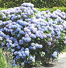 blue hydrangea shrub in flower