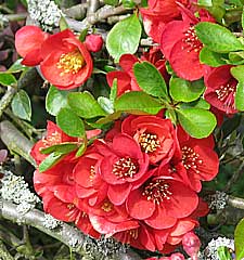 http://www.garden-grower.com/shrubs/img/chaenomeles.jpg