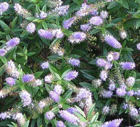 photo of flowering evergreen hebe plant with lilac blue flowers