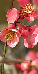 Japonica Japanese Flowering Quince
