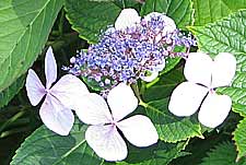 pale blue lacecap hydrangea flower