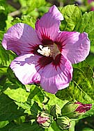 hard pruning a pink hibiscus in spring will produce more flowers