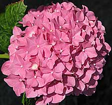 white Hydrangea flowering in a Kent garden