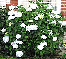 pink mophead hydrangea flower - hortensia