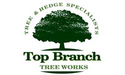 top branch tree works chichester