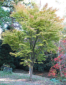 autumn is the best time to transplant a tree